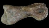 Struthiomimus Toe Bone - Montana #66418-1